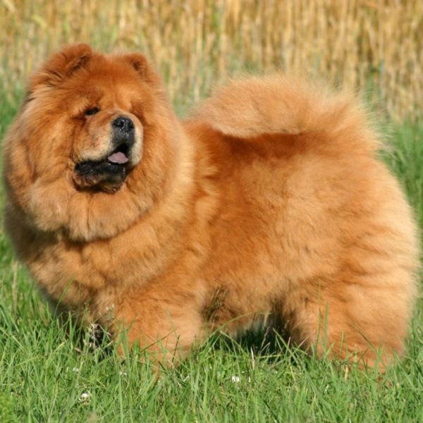 Chow-Chow – VDH Landesverband Hessen e.V.